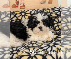 Shih Tzu Puppy for sale in CLARE, IL, USA
