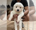 Small Photo #6 Samoyed Puppy For Sale in BOCA RATON, FL, USA