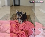 Small #2 Yorkshire Terrier