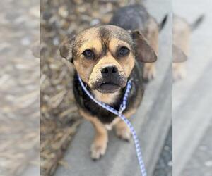 Chug Dogs for adoption in Jackson, CA, USA