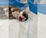 Small Photo #6 English Bulldog Puppy For Sale in MURRIETA, CA, USA
