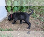 Puppy Hot mamared Cane Corso