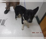 CASH - Male Border Collie-Pembroke Welsh Corgi Mix Dog for Adoption - Small photo