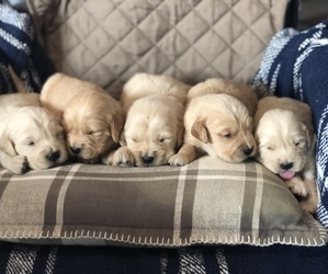English Cream Golden Retriever-Golden Retriever Mix Puppy for sale in SOAP LAKE, WA, USA