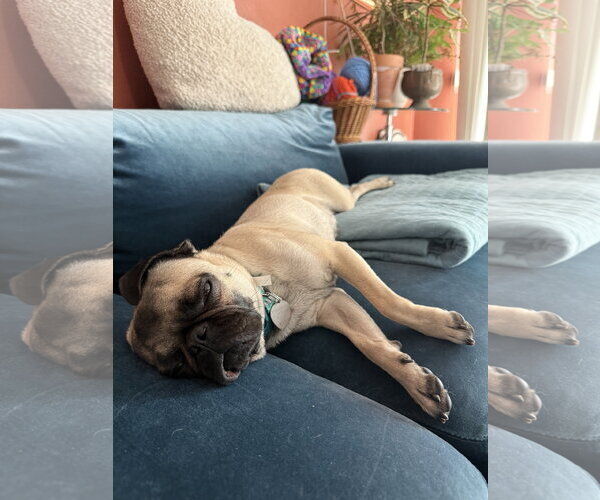Medium Photo #4 Pug Puppy For Sale in Phoenix, AZ, USA