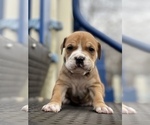 Small Photo #14 American Pit Bull Terrier Puppy For Sale in TRENTON, NJ, USA