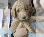 Small Photo #7 Goldendoodle Puppy For Sale in HUNTINGTON BEACH, CA, USA