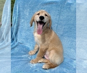 Golden Retriever Puppy for sale in FRANKLIN, IN, USA