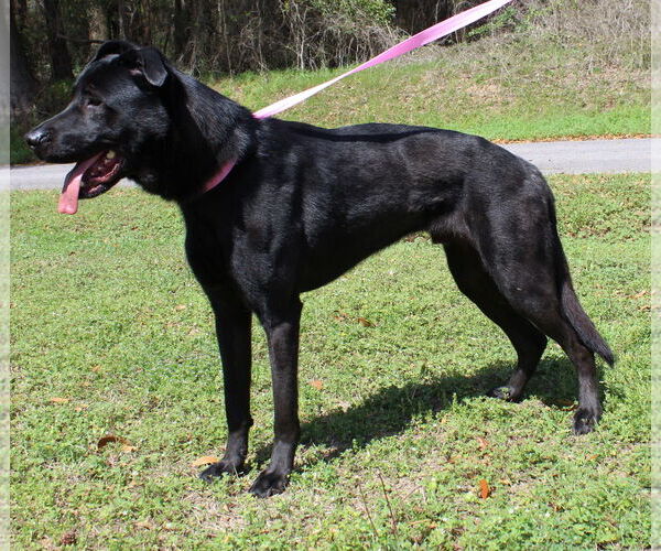 Medium Photo #3 Mutt Puppy For Sale in Prattville, AL, USA