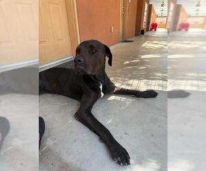 Mastador Dogs for adoption in San Antonio, TX, USA