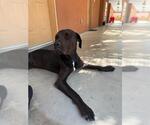 GORDON - Male Mastador Dog for Adoption - Small photo