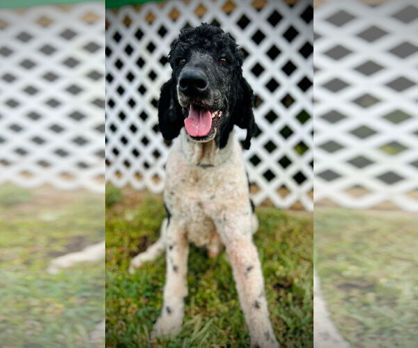 Medium Photo #2 Poodle (Standard) Puppy For Sale in Pacolet, SC, USA