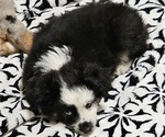 Small Photo #3 Miniature Australian Shepherd Puppy For Sale in SALEM, OR, USA