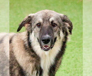 Mutt Dogs for adoption in Canton, CT, USA