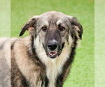 Pookah - Female Mutt Dog for Adoption - Small photo