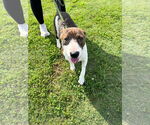 Small #4 German Shorthaired Pointer Mix