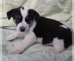 Small Mutt