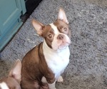 Small Photo #1 Boston Terrier Puppy For Sale in LEXINGTON, IN, USA
