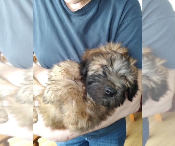 Medium Photo #1 Soft Coated Wheaten Terrier Puppy For Sale in NEW LENOX, IL, USA