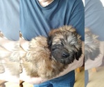 Small Photo #1 Soft Coated Wheaten Terrier Puppy For Sale in NEW LENOX, IL, USA