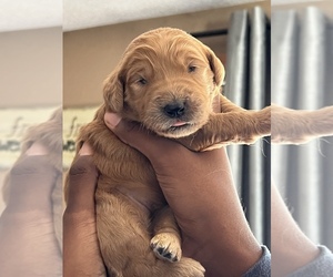 Goldendoodle Puppy for sale in ELK MOUND, WI, USA