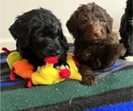 Small Photo #48 Golden Mountain Doodle  Puppy For Sale in REYNOLDSBURG, OH, USA