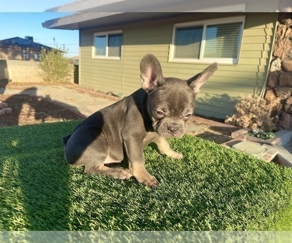 Medium Photo #5 French Bulldog Puppy For Sale in LONG BEACH, CA, USA