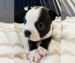 Puppy 5 Boston Terrier