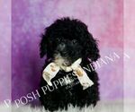 Small #6 Poodle (Miniature)