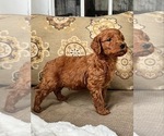 Small Photo #7 Goldendoodle Puppy For Sale in LA FAYETTE, GA, USA