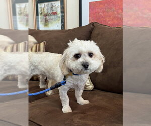 Shih Tzu-Unknown Mix Dogs for adoption in Mundelein, IL, USA
