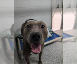 American Staffordshire Terrier-Staffordshire Bull Terrier Mix Dogs for adoption in Calgary, Alberta, Canada