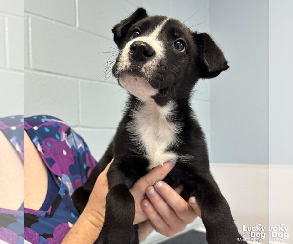 Medium Photo #2 Labrador Retriever-Unknown Mix Puppy For Sale in Washington, DC, USA