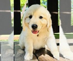 Small Photo #14 Golden Retriever Puppy For Sale in AMITY, AR, USA