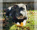 Small #9 Staffordshire Bull Terrier Mix