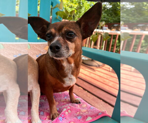 Medium Photo #4 Chiweenie Puppy For Sale in Pacolet, SC, USA
