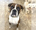 Small #1 Boxer