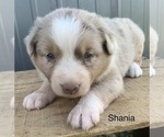 Small Photo #9 Australian Shepherd Puppy For Sale in LYNN, IN, USA