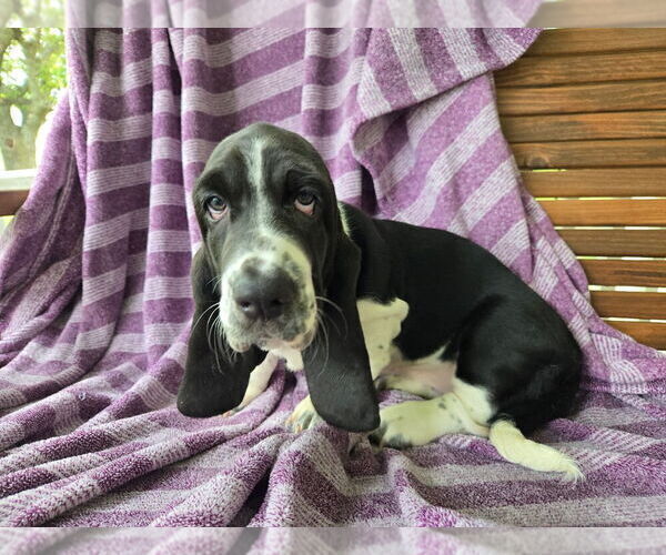 Medium Photo #19 Basset Hound Puppy For Sale in HILLSBORO, TX, USA