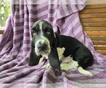 Small Photo #19 Basset Hound Puppy For Sale in HILLSBORO, TX, USA