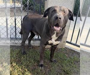 Mutt Dogs for adoption in Riverside, CA, USA