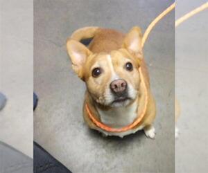 Cardigan Welsh Corgi-Unknown Mix Dogs for adoption in Tulsa, OK, USA