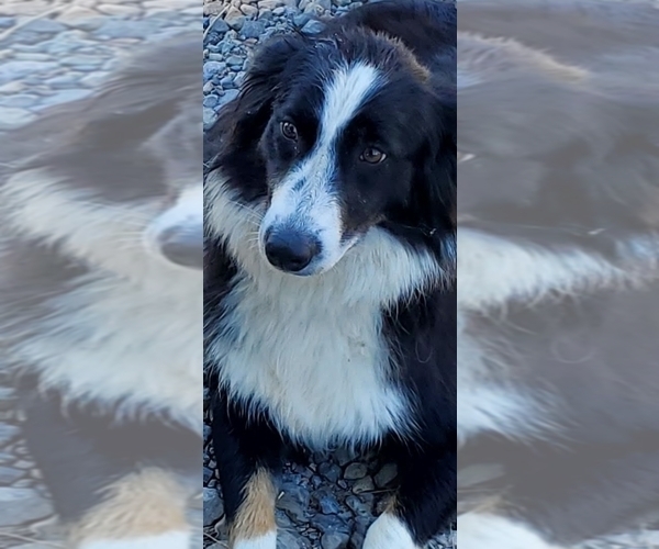 Medium Photo #1 Australian Shepherd Puppy For Sale in MILLERSVILLE, MO, USA