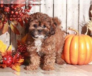 ShihPoo Puppy for sale in MOUNT VERNON, OH, USA
