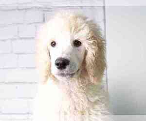 Poodle (Standard) Puppy for sale in RED LION, PA, USA