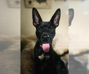 German Shepherd Dog-Unknown Mix Dogs for adoption in Germantown, OH, USA