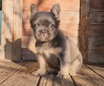 Small #1 French Bulldog