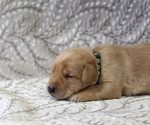 Puppy Milo Labrador Retriever
