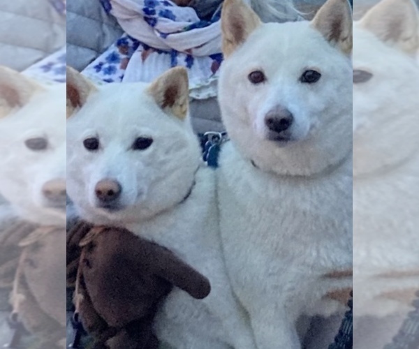 Full screen Photo #1 Shiba Inu Puppy For Sale in MAXWELL, NM, USA