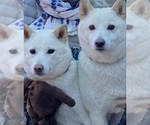 Small Photo #1 Shiba Inu Puppy For Sale in MAXWELL, NM, USA